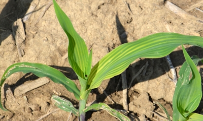 4 possible causes of striping in corn