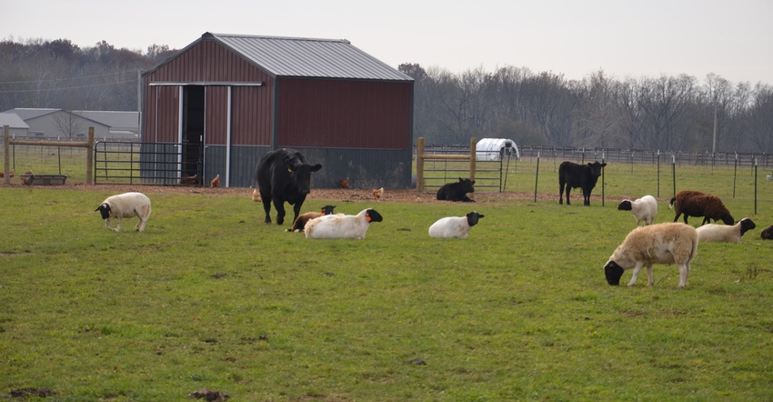 animals in pasture