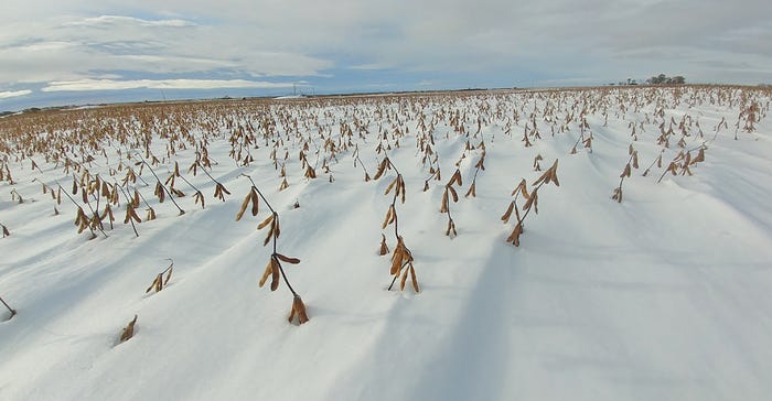 uppermost pods on soybeans plants are visible through snow cover