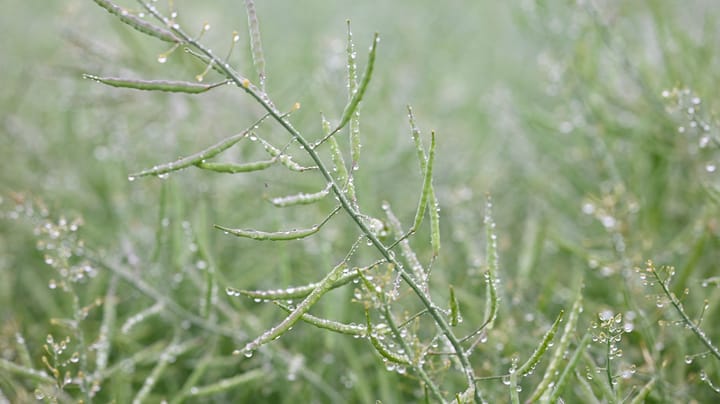 Price certainty is powerful perk for winter canola