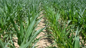 stressed corn plants with leaves starting to roll