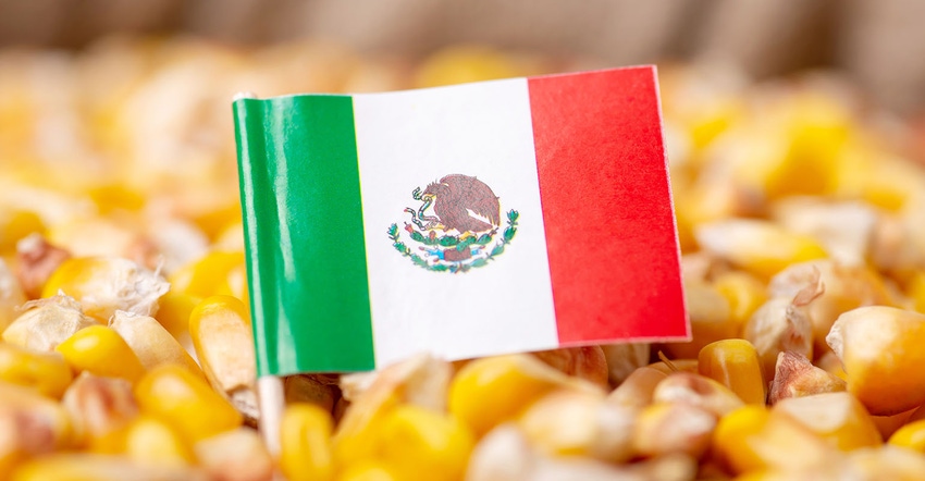 Mexico flag in corn Mexico flag in corn
