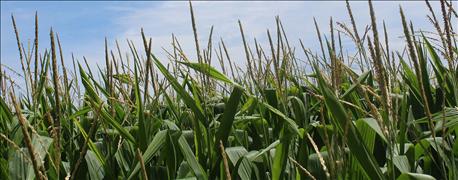 usda_corn_stays_75_good_excellent_soybeans_improve_73_1_636080835656144208.jpg