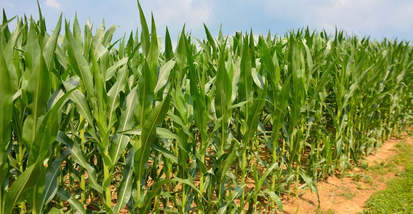 Corn is much higher than knee high in this Lebanon County, Pa. field Corn is much higher than knee high in this Lebanon County, Pa. field