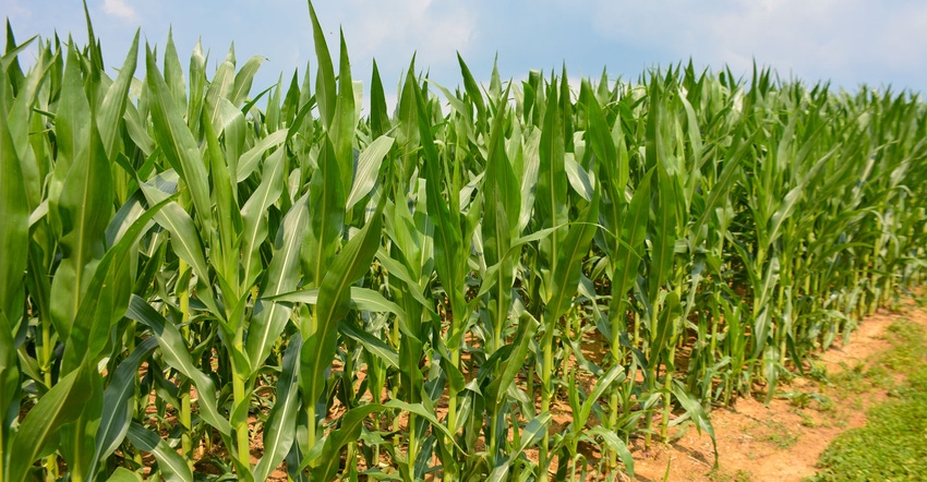 Corn is much higher than knee high in this Lebanon County, Pa. field