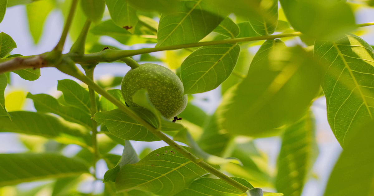 Paint, heading effects on young walnut trees