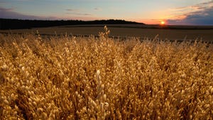 Oat crop on a field at sunset