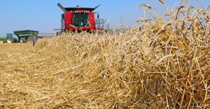 wheat-harvest-dfp-staff.jpg