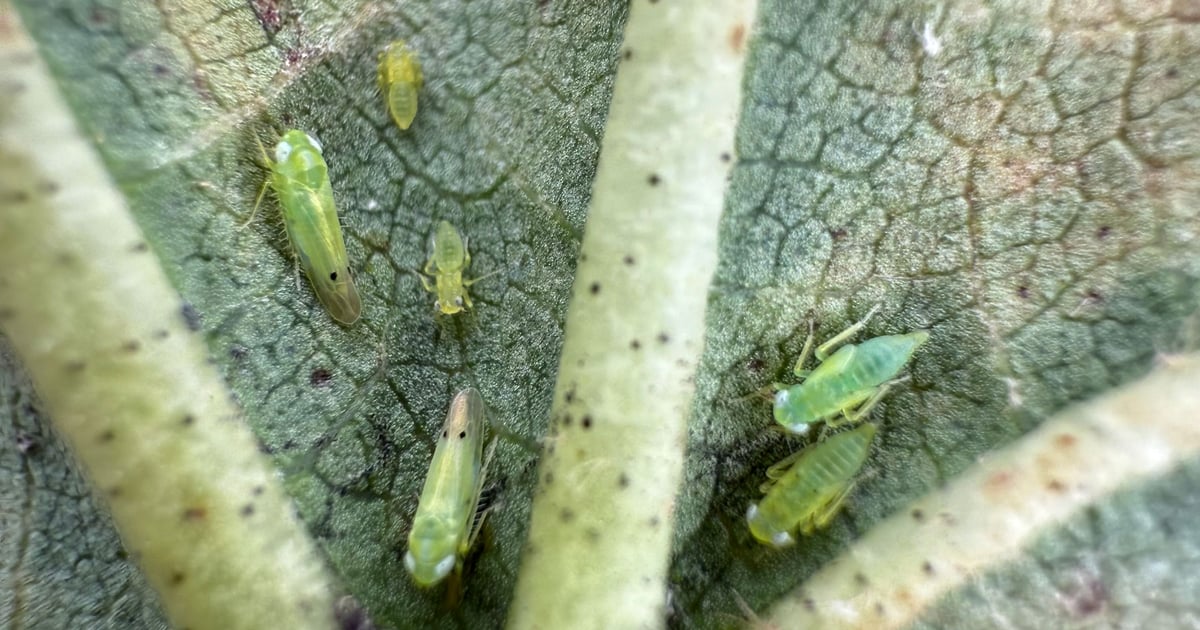 Cotton jassid is back; what are experts seeing?