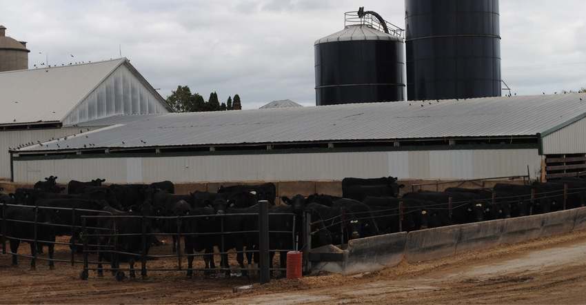 Beef cattle on farm