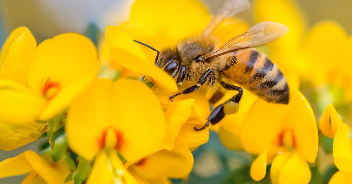 Utah builds on plan to manage pollinators