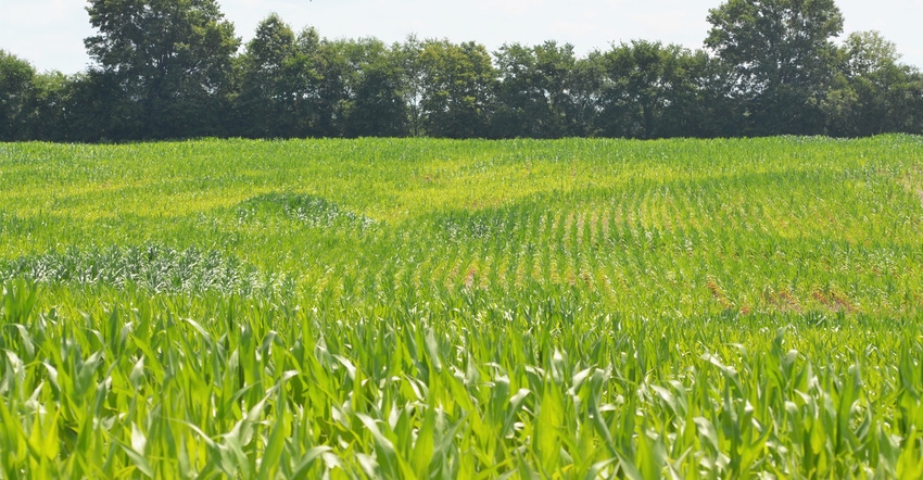corn field corn field