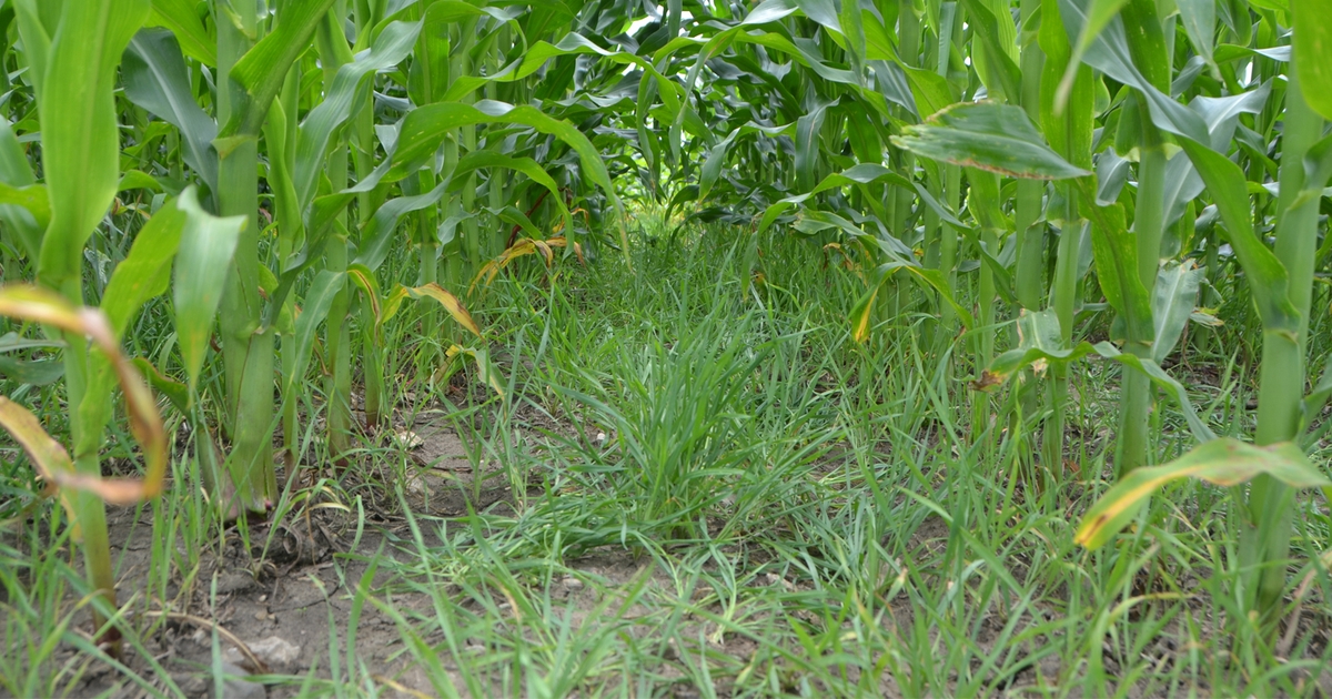 Interseeding cover crops in corn