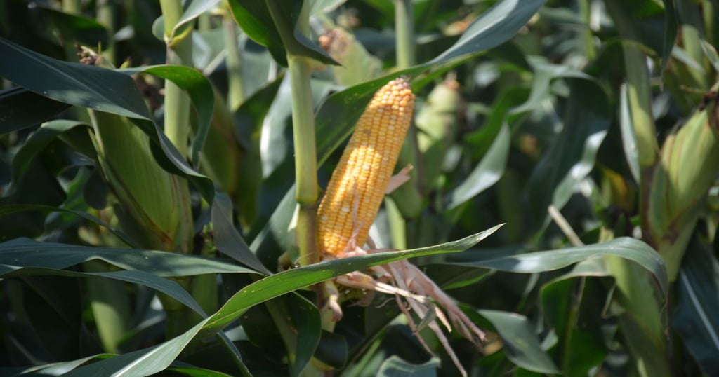Weekly Grain Movement – Corn backpedals but still impresses