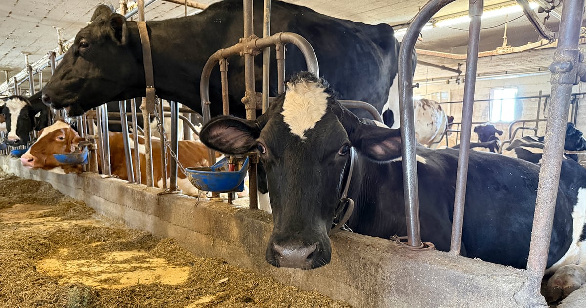 Minnesota lost 75% of dairies in 20 years