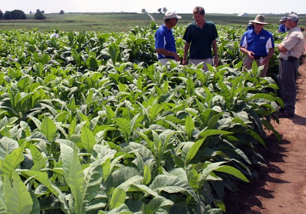 kentucky tobacco farms Kentucky Burley Tobacco Tour set for Aug. 3 kentucky tobacco farms Kentucky Burley Tobacco Tour set for Aug. 3