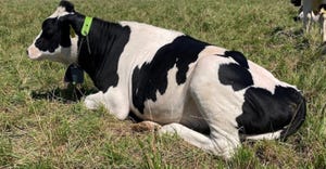 Dairy cow lying in field wearing a Nofence collar