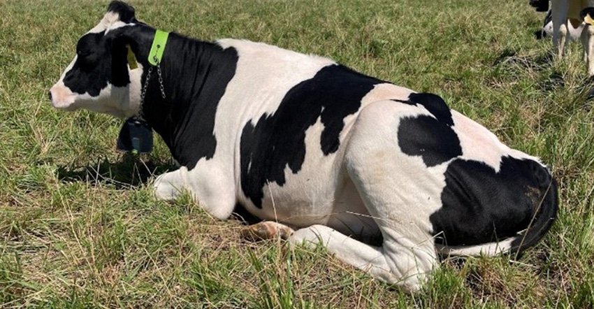 Dairy cow lying in field wearing a Nofence collar Dairy cow lying in field wearing a Nofence collar