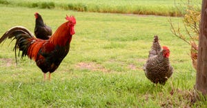 swfp-shelley-huguley-wes-perryman-chickens-rooster-19-3.JPG