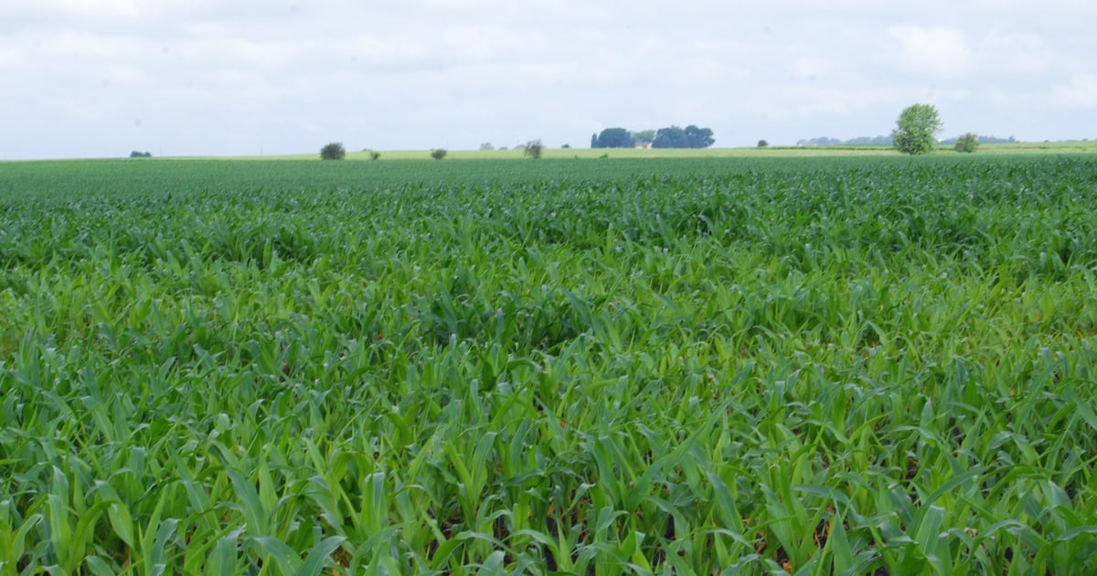 Tissue-sample to monitor crops throughout the season