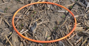 orange hula hoop lying in a young soybean field