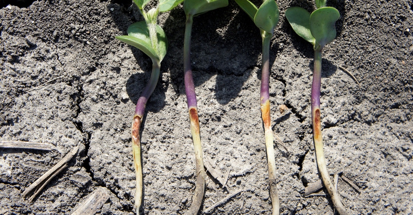 seedling disease rhizoctonia on roots of plants