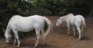 White horses grazing