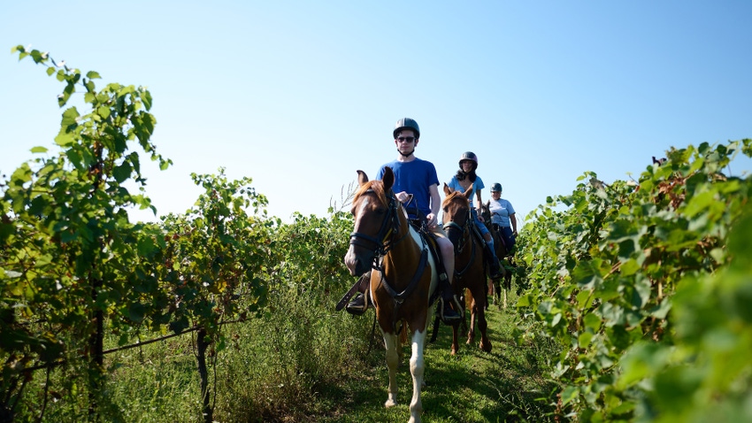 People riding horses through vineyard