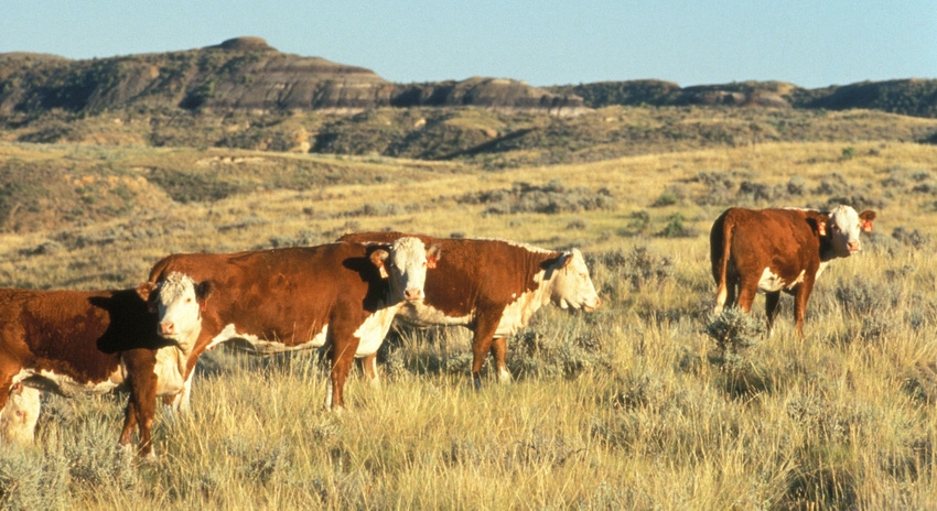 Herefords on the range