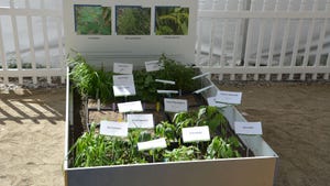 A wooden bed where various weed species are growing, labeled by name