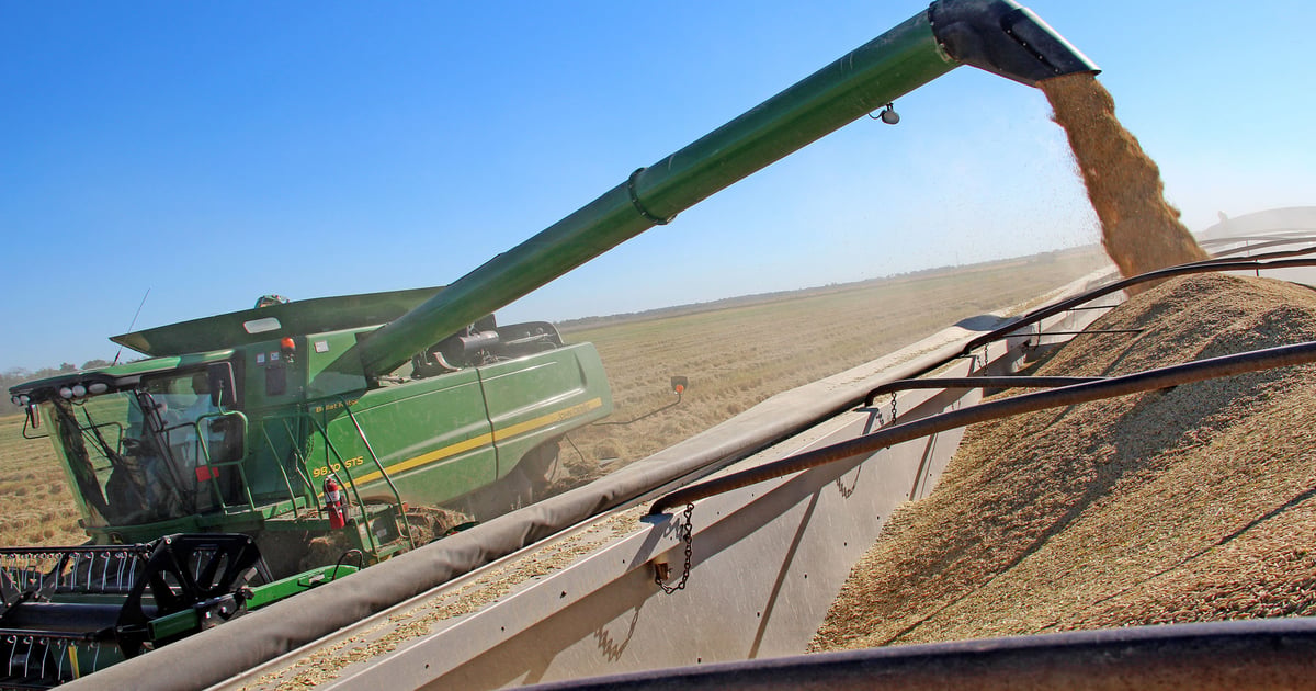 Declining quality threatens U.S. rice exports in 2026