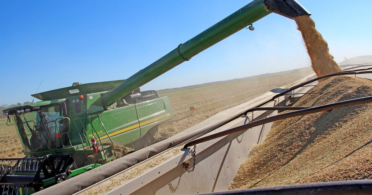 Decline Rice Declining quality threatens U.S. rice exports in 2026