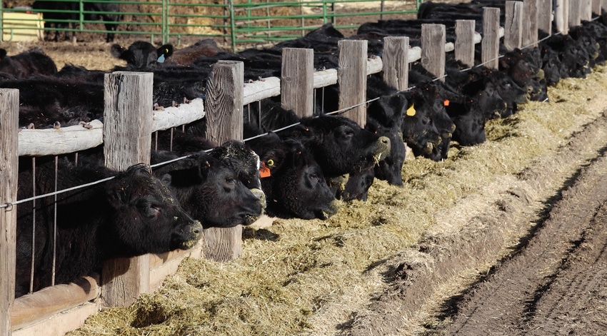 Black cattle at feed bunk