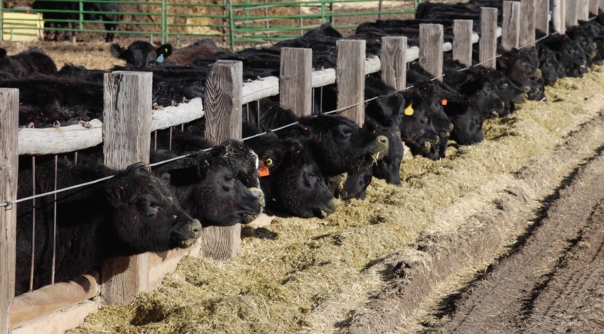 Black cattle at feed bunk Black cattle at feed bunk