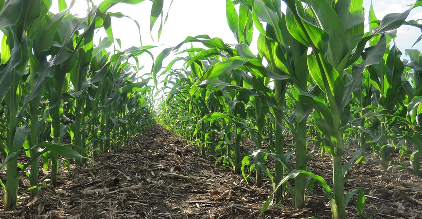 young corn plants viewed from near ground level