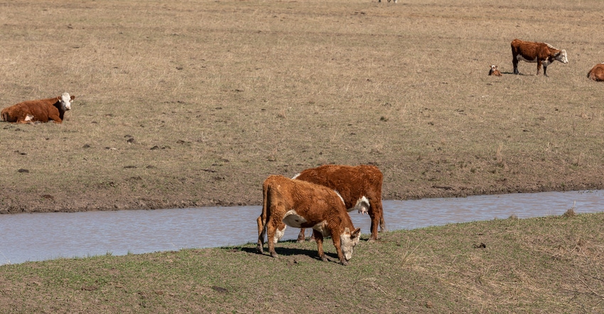Beef cattle in drought stricken field Beef cattle in drought stricken field