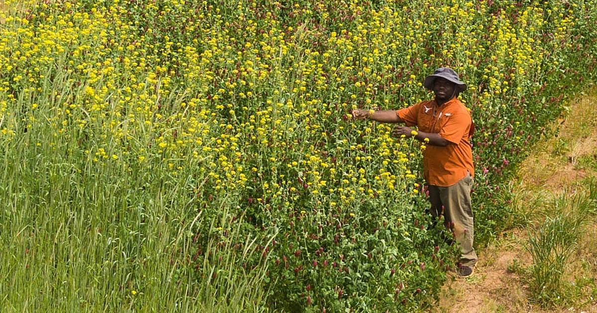 S.C. soybean performance improves after fallwinter cover crops