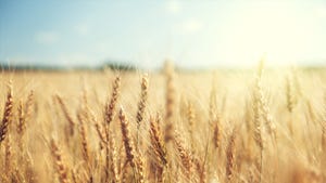Closeup of wheat growing in field