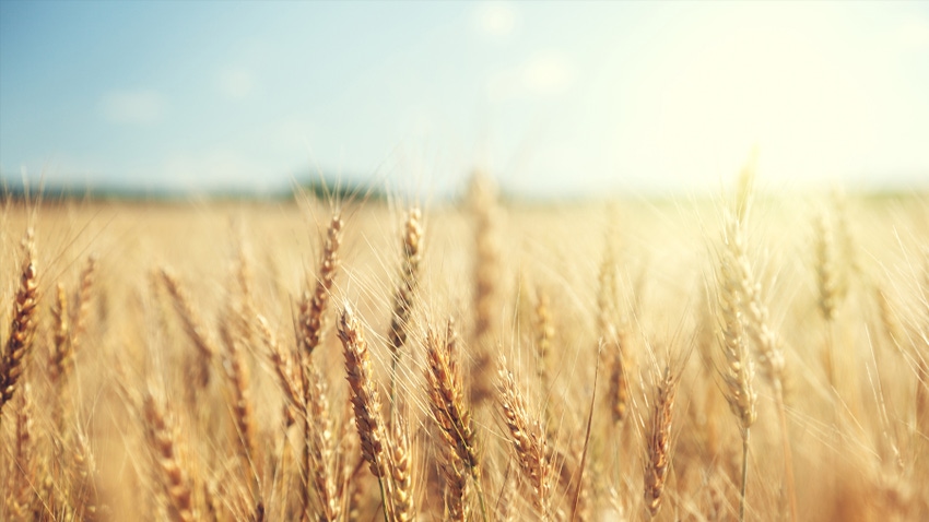 Closeup of wheat growing in field Closeup of wheat growing in field
