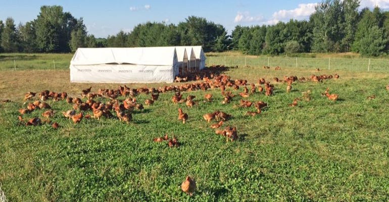 Freedom Ranger chickens on pasture