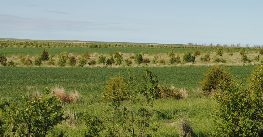 Rows of trees in field