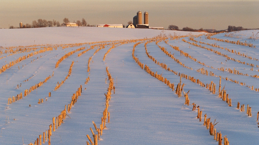 Snow-covered cornstalks with farmstead in background