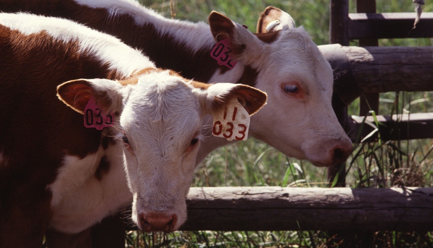 WFP-ARS-hereford-twins.jpg WFP-ARS-hereford-twins.jpg