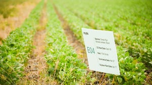Rows of soybeans planted in terminated cereal rye with a field sign listing the planting and termination dates.