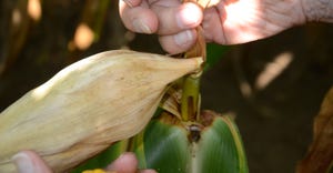 hands holding and examining ear of corn still in the husk and attached to the stalk