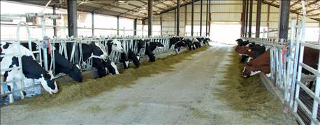 how_nrcs_helps_dairy_farm_protect_environment_1_636008974508715251.jpg