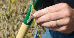 stinkbug damage on soybean pod