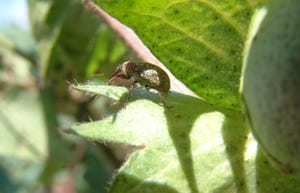 boll-weevil_cotton_GettyImages-485779936a.jpg