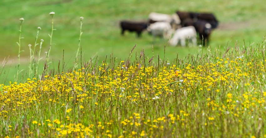 Wildflowers blooming in meadow with blurred cattle grazing in the background