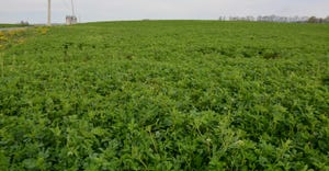 alfalfa field